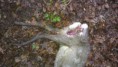 /album/zhasly-srnec-na-hranecniku/imag0011-jpg/