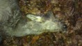 /album/zhasly-srnec-na-hranecniku/imag0012-jpg/